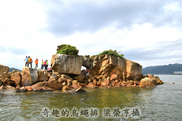 奇趣的烏蠅排 梁榮亨攝